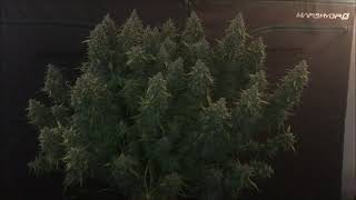 Lemon Zkittle Auto and Cheese XXL Auto finale