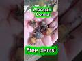 Great Way To Propagate Alocasia Corms | Turn One Plant Into FREE Plants!