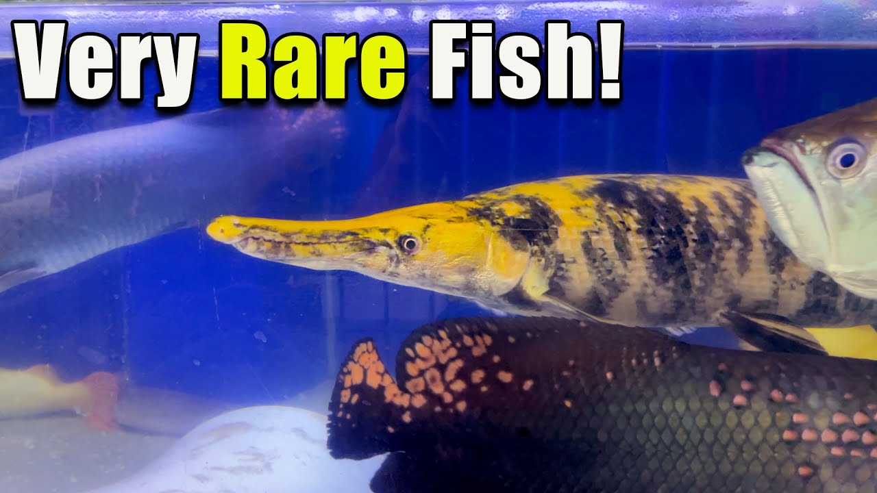 Some Very Rare Fish at This Store! - YouTube