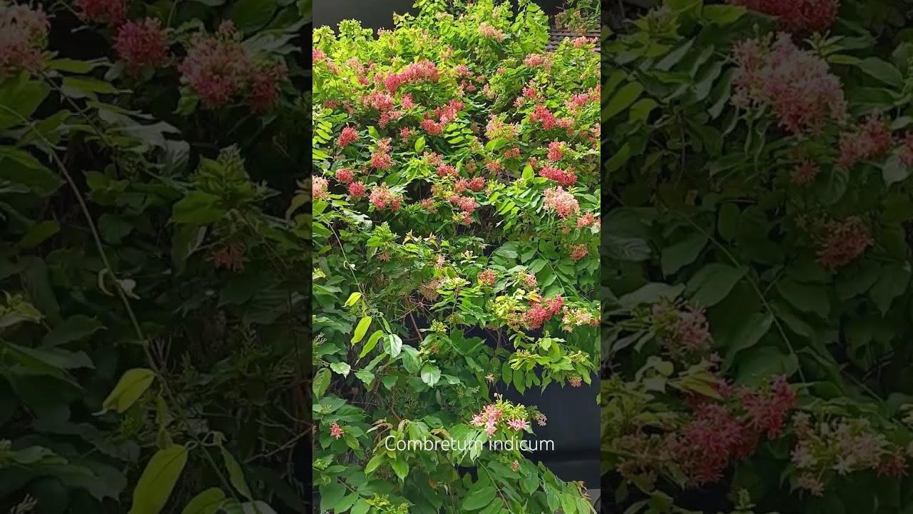 Рангунская лиана или квисквалис индийский. Combretum indicum or Quisqualis indica. 