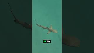 Great White Shark — Apex Ocean Predator | Facts Song 🎵