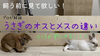 【飼う前に見て欲しい】うさぎのオスとメスの違い【プロが解説】