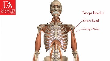 Muscles of an Arm presented by Drawing Academy .com 31-3