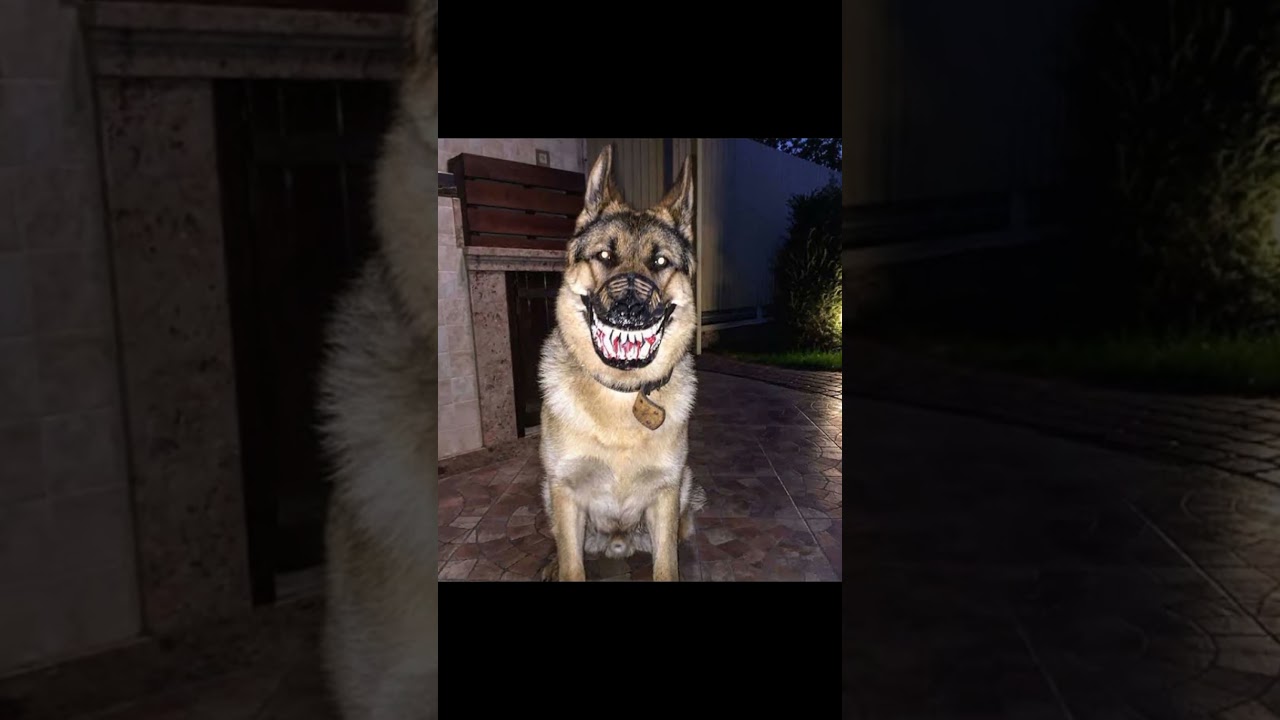 Skinwalker Disguised As Animals ☢️ #scary #shorts