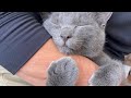 【24】下半身不随の保護子猫を迎え入れて下さった愛情深いご家族の心を支える猫達とお空のお父さん