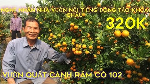 QUẤT TẾT 2021-THĂM QUAN lÔ QUẤT CÀNH RÂM ĐẲNG CẤP CỦA NHÀ VƯỜN NỔI TIẾNG ĐÔNG TẢO -KHOÁI CHÂU.