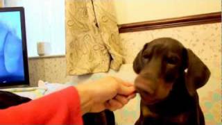 Bella and Buddy Xmas morning treats by jad4754 69 views 12 years ago 2 minutes, 14 seconds