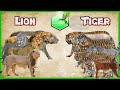 Lion vs Tiger Comparison Size LİVİNG EXTİNCT