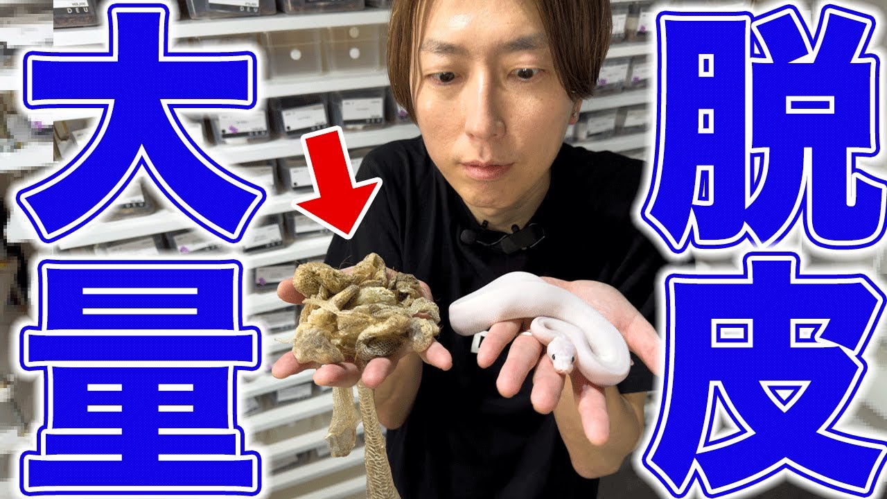 Warning: Graphic Content! My Ball Python Sshed an old skin… - YouTube
