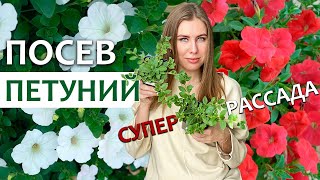 ПОСЕВ ПЕТУНИЙ ВСЕГДА БУДЕТЕ С ЦВЕТАМИ | 3 способа выращивания петунии из семян