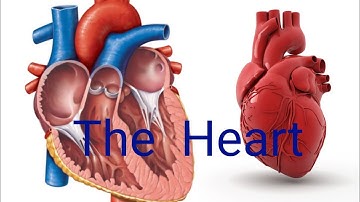 The heart and the systemic circuit