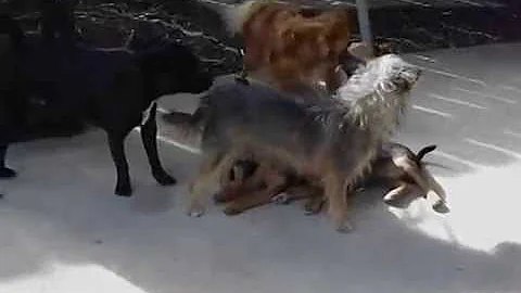 Our Pups Video