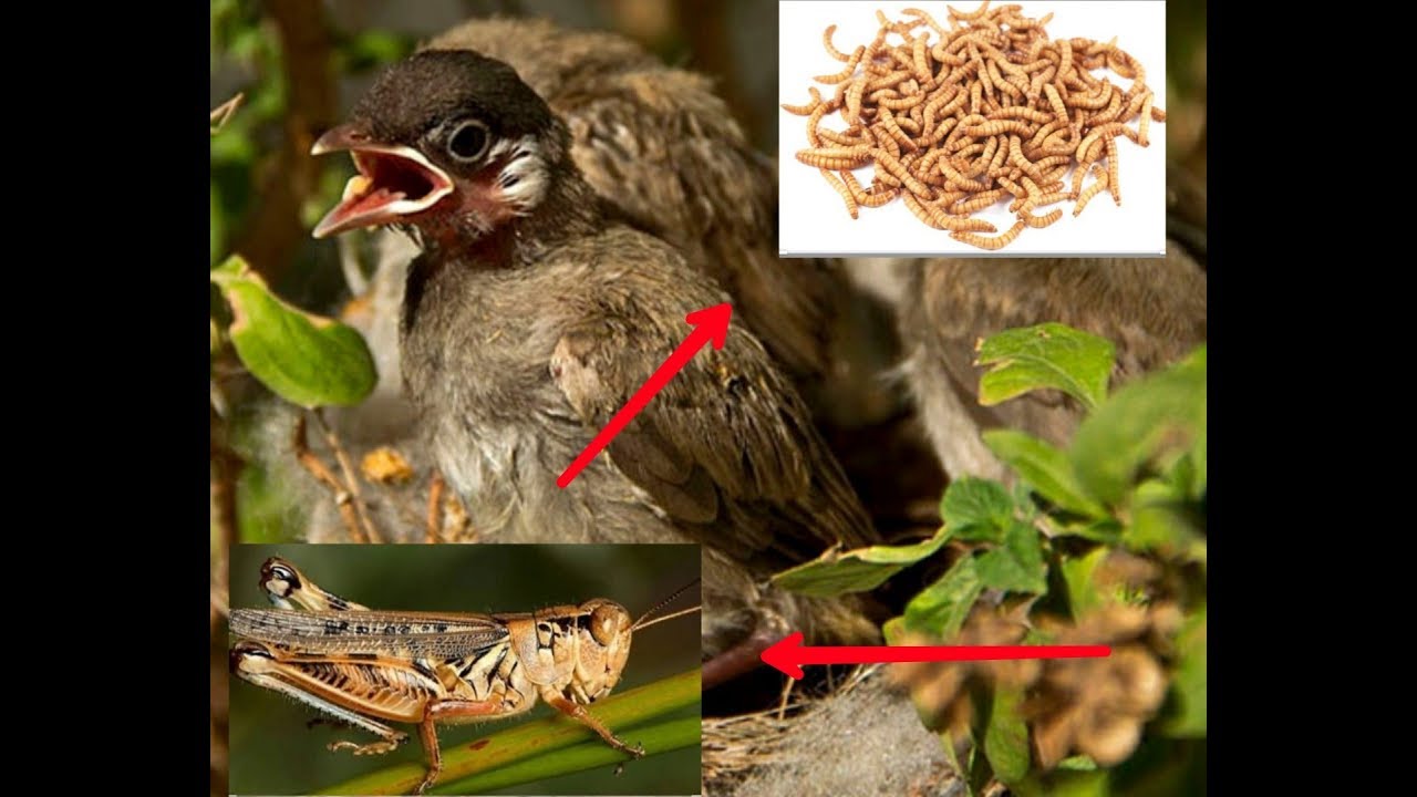 شنو ألاكل الي لازم نقدمه للأفراخ أول أيام التفقيس ؟