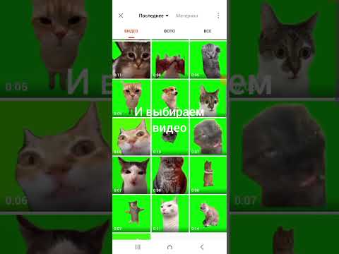 Видео: Тутор как сделать видео с мемними котами и собачками