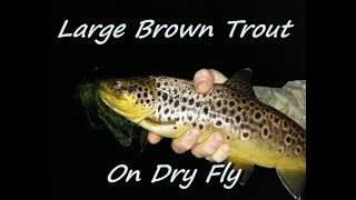 Large Wild Brown Trout on Dry Fly..