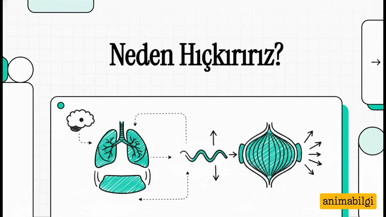 Neden Hıçkırırız? Hıçkırığın Bilimsel Açıklaması