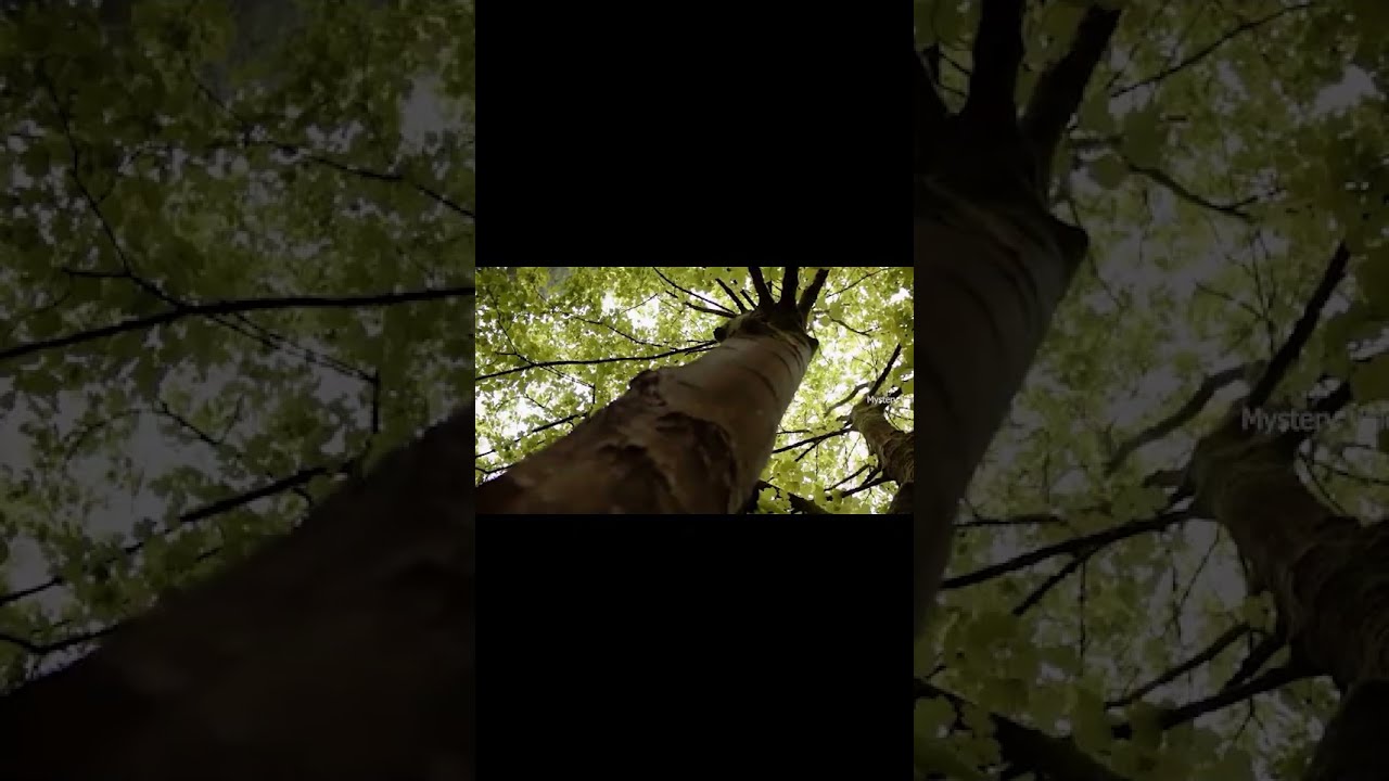 ⚠️ தடை செய்யப்பட்ட ❗😨😱| Haunted forest - military | Tamil |Mystery Voice