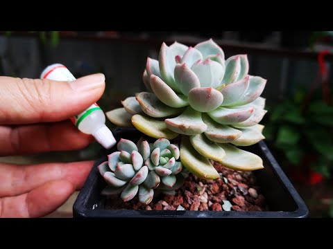 僵苗的多肉，给它喂了一种水后，侧芽蹭蹭冒！