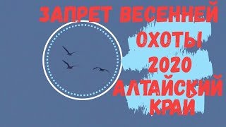 Запрет весенней охоты 2020 Алтайский край / гусиную охоту отменили