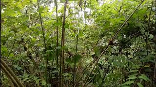 Yos Hav Zoov Cuab Noog Tsu Vaj