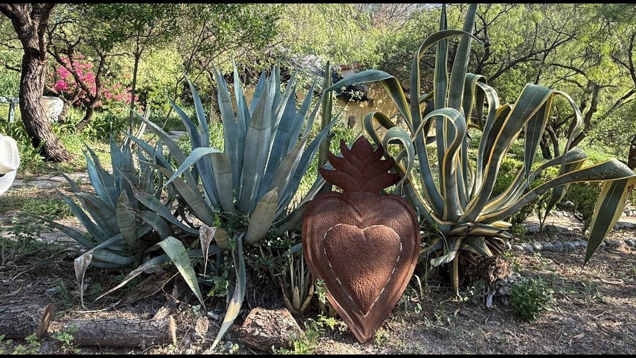 Meet me at the montain - Mixed by Bizzare Bass - 4 de septiembre de 2025