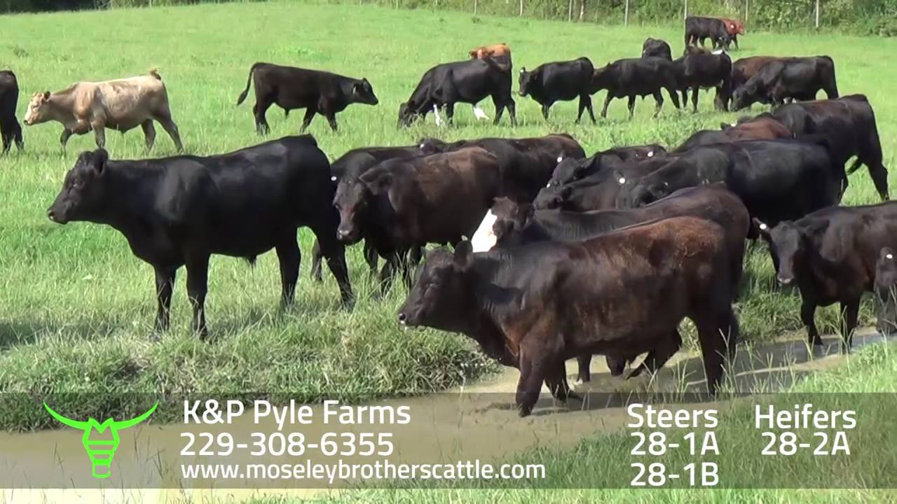 K&P PYLE FARMS GA SAFE Sale 8/9/16 Moseley Brothers Cattle HD YouTube