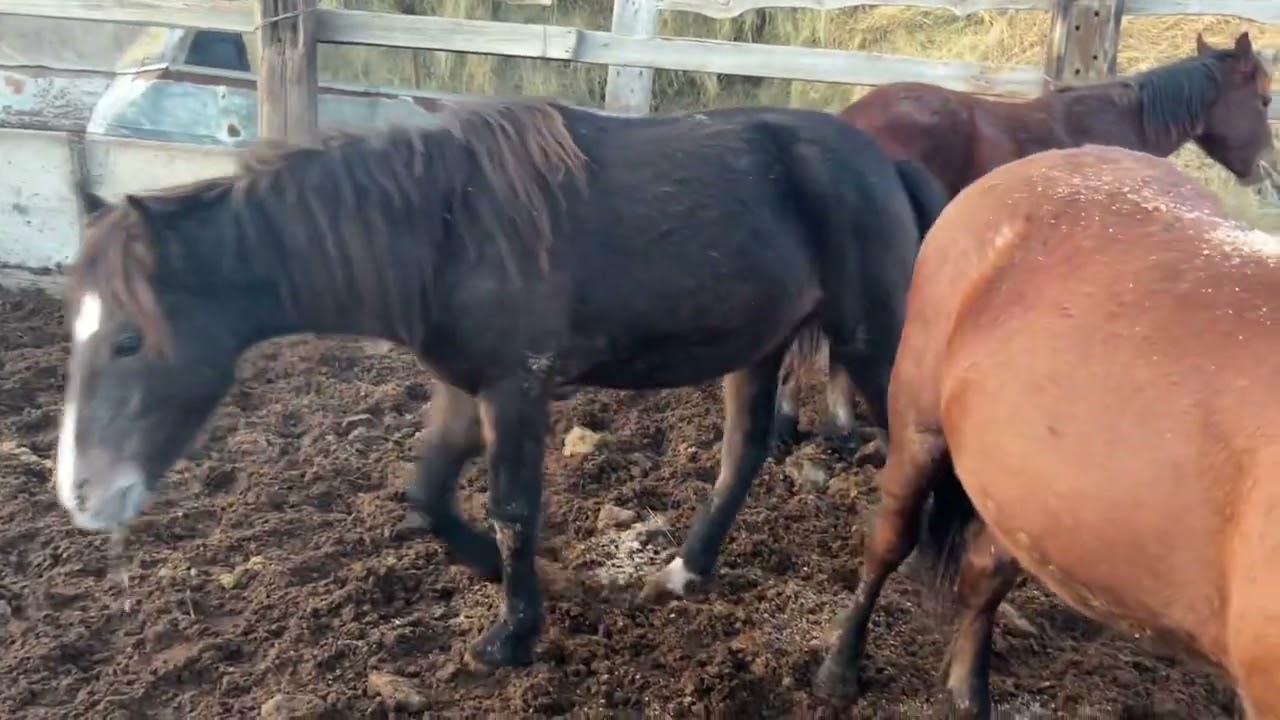 Как я откармливаю своих лошадей ( откорм).      #айгыр #коневодство #кони #лошади #жылкы #