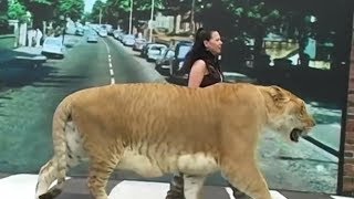 Top 10 Animais Incrivelmente Gigantes