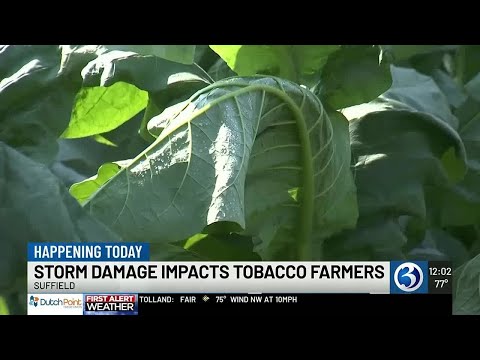 tobacco farmer news Less than 1,000 Ky. farms still growing 20 years after reform Uptick in e-cigarettes and legal