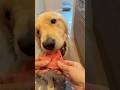 まだあるでしょ？#大型犬 #ゴールデンレトリバー