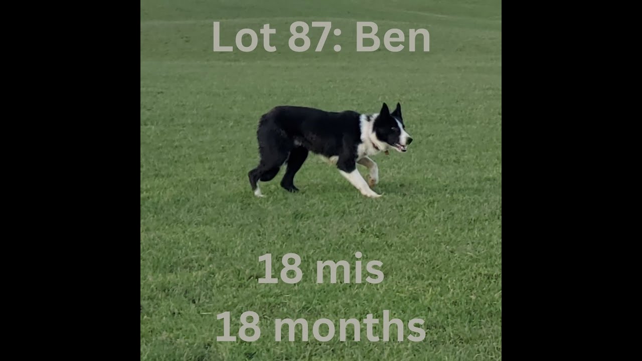 Lot 87: Ben - 04.02.26 - Farmer's Marts Dolgellau Online Sheepdog Auction