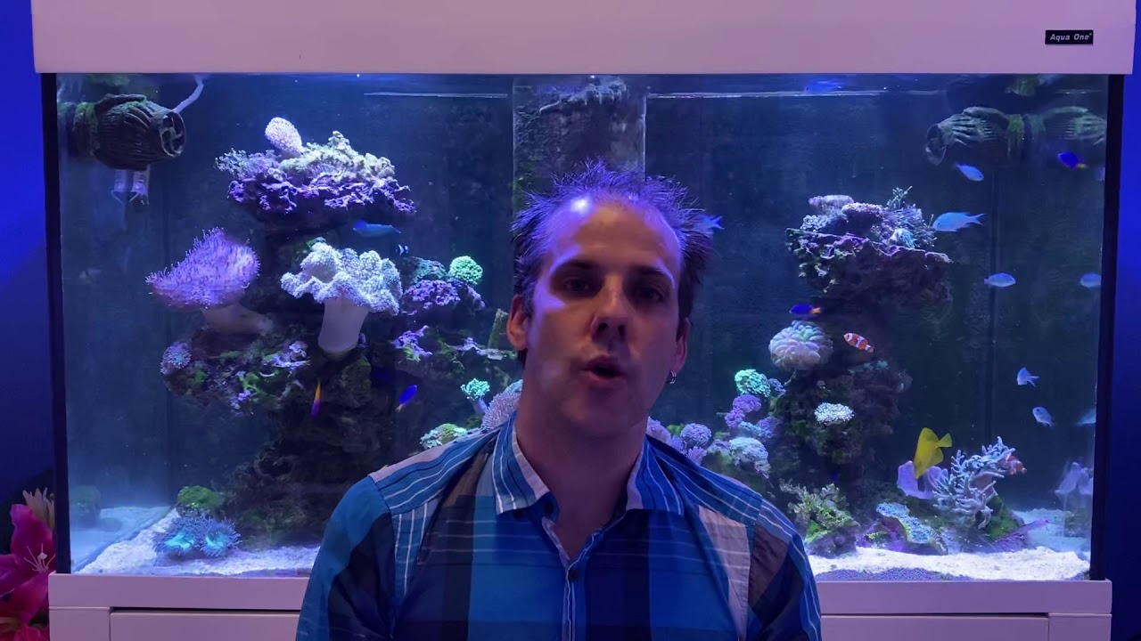 Is buying cars from the auctions risky?