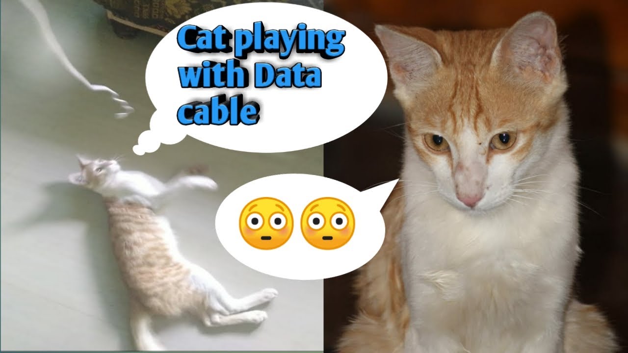 Cat Playing With Data Cable Funny Cats and Cute Kittens Playing