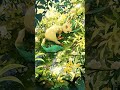 Sleeping Leafeon 🍃 | Peaceful Loop for Relaxing