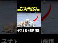 SAで暮らしていた子犬と猫は永遠の友達..! #動物保護 #感動する話 #pets