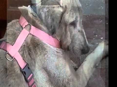 BELLA ADOPTADA POR CARLOS¡¡¡