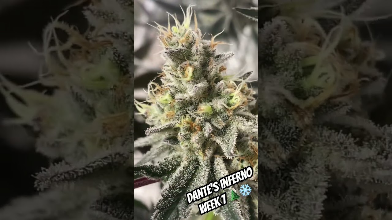 Dante’s Inferno in week 7 flower🥶 