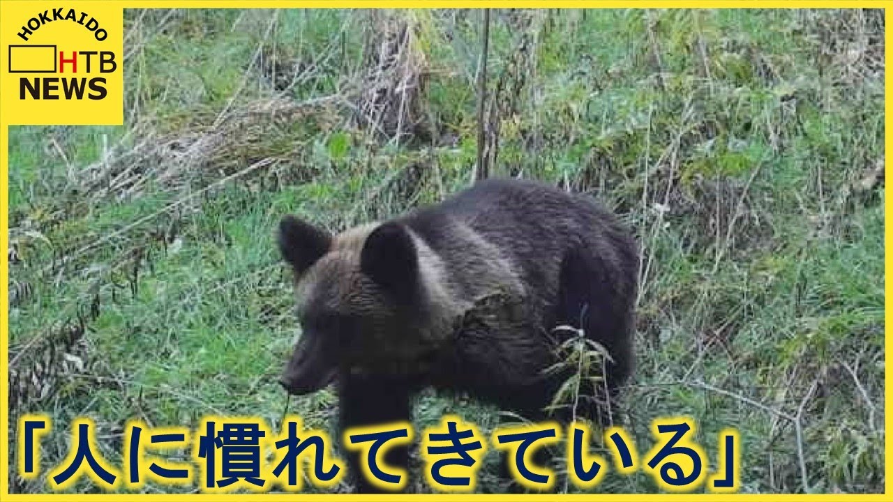 熊の胆嚢 ヒグマ北海道 【公式通販】 熊の胆嚢 ヒグマ北海道 【公式通販】