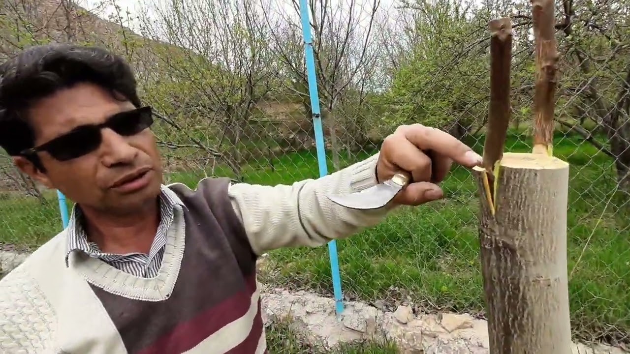 پیوند سرشاخه کاری _ آموزش کامل پیوند گردو _ پیوند تاجی _ پیوند گردو _ پیوند چندلر _ چندلر _ فرنور