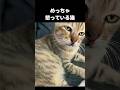 もふもふ猫たちが可愛いすぎる#ねこ #猫 #ネコ