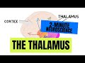 2-Minute Neuroscience: The Thalamus