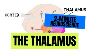 2-Minute Neuroscience: The Thalamus