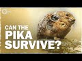 Pikas and Climate Change: Adaptations in a Warming World