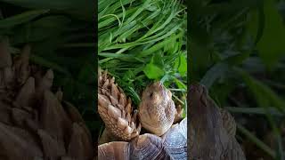 #เต่าซูคาต้า #turtle #tortoise #สัตว์โลกน่ารัก #กินโชว์