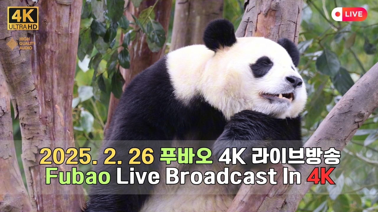 2월 26일의 푸바오의 하루를 4K 고화질 고음질 방송으로 만나보세요.(4K Fubao Live Broadcasting)