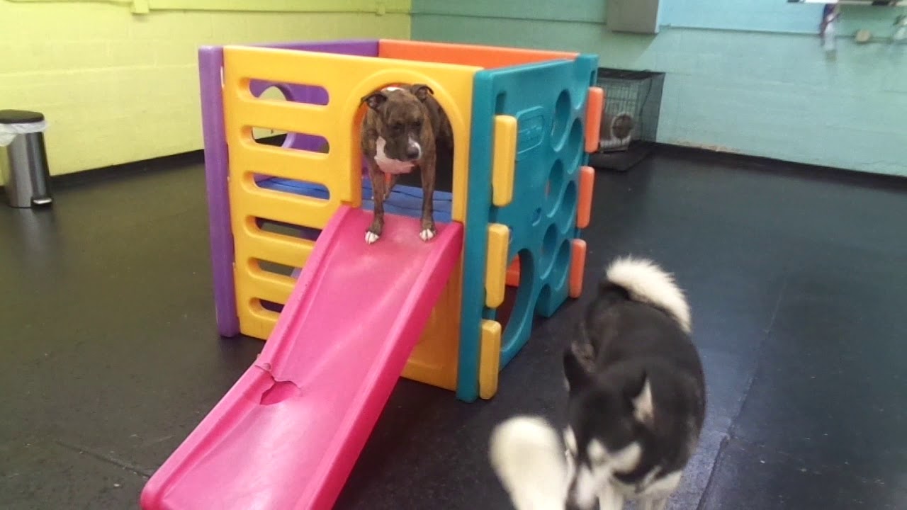 The Barking Lot 12/16/17 MAH07522 YouTube