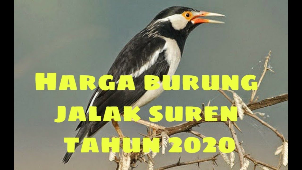 Update harga burung jalak suren ditahun 2020!! 