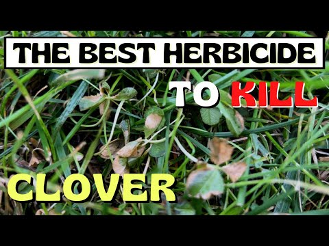 Kill Clover Within 48hrs | The Best Herbicide Choice - YouTube