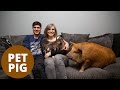 Pampered pet pig spends days snuggled on the sofa watching TV