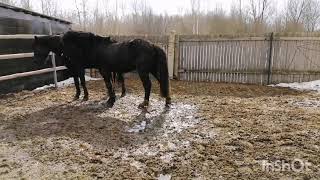 Мужские игры чернокожих парней или весна идёт, весне дорогу😅